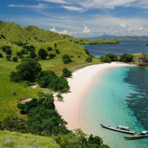 komodo zaurus 1000 x 1000_0003_Pink beach