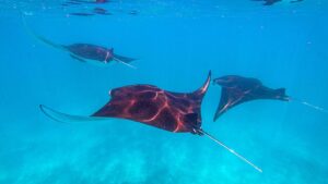 komodo zaurus 1600 x 900_0006_Ikan-pari-manta-ray-di-manta-point-pulau-komodo
