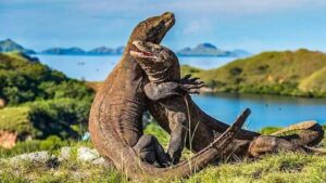 komodo zaurus 1600 x 900_0011_FB_IMG_1731739739025