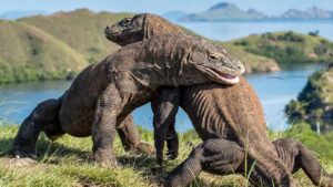 komodo zaurus 1600 x 900_0015_1203-Ok-KOmodo